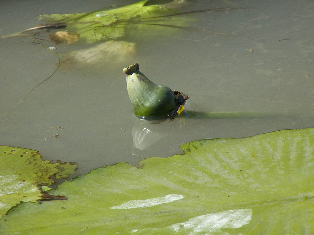 Nuphar lutea / Ninfea gialla