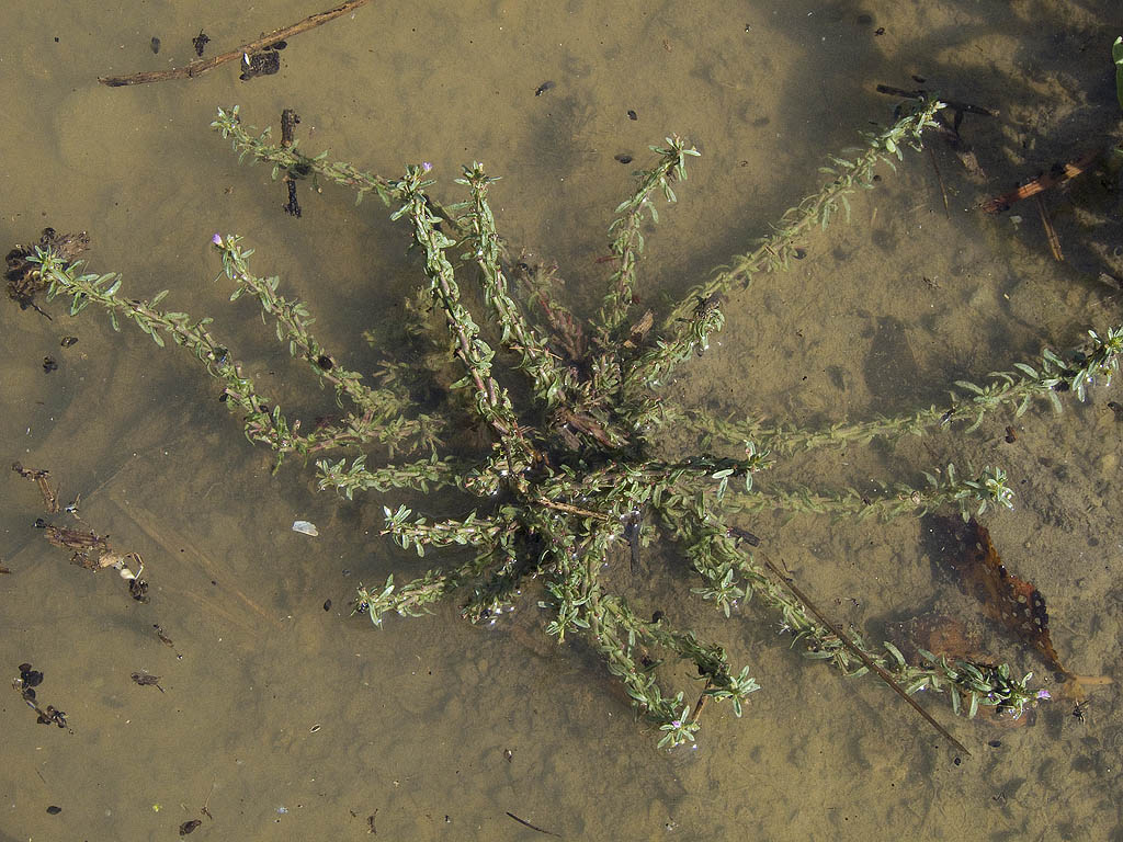 Lythrum tribracteatum?