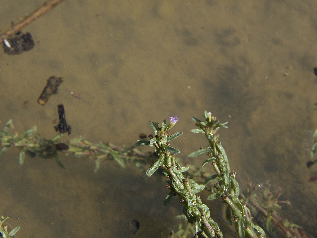 Lythrum tribracteatum?