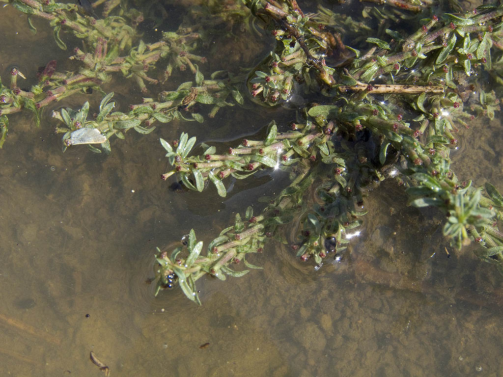 Lythrum tribracteatum?