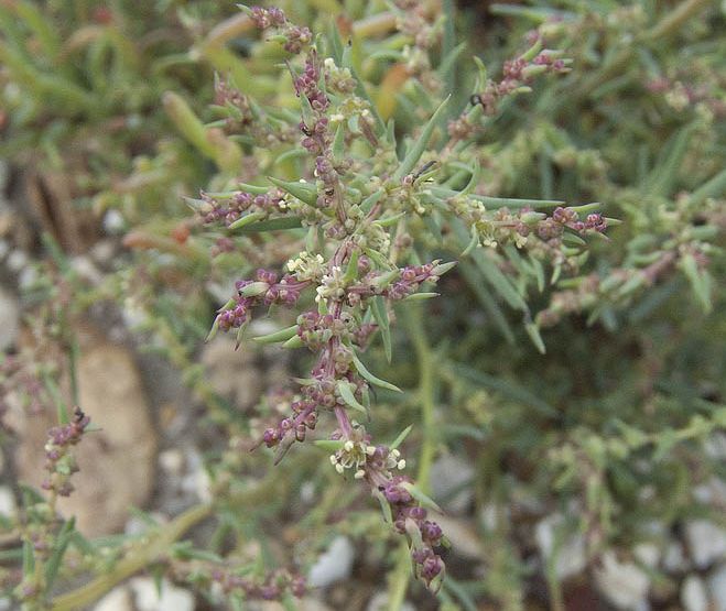 Suaeda maritima