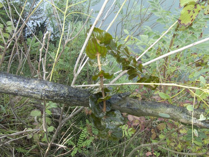 Potamogeton perfoliatus / Brasca arrotondata