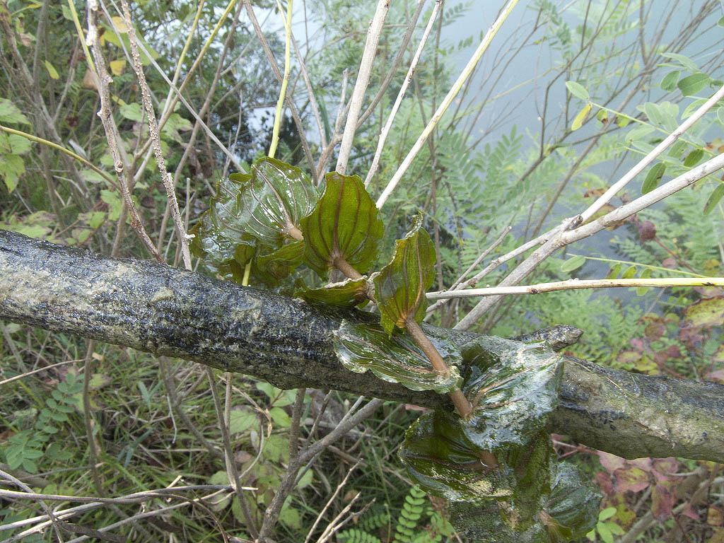 Potamogeton perfoliatus / Brasca arrotondata