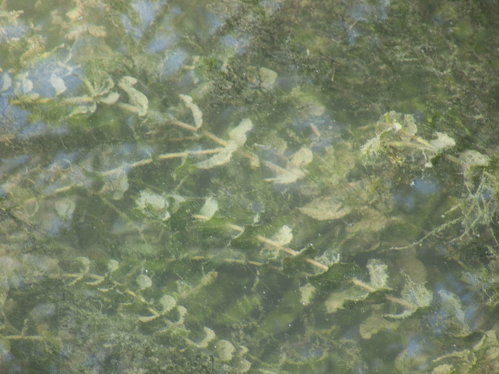 Potamogeton perfoliatus / Brasca arrotondata