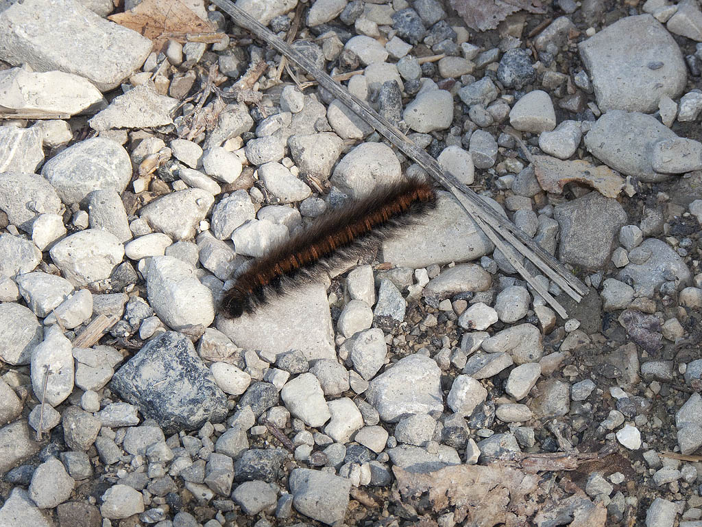 Bruco da identificare - Macrothylacia rubi