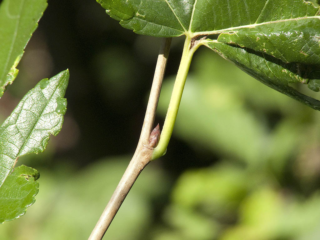 Morus alba