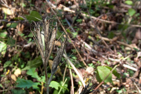 Dianthus armeria