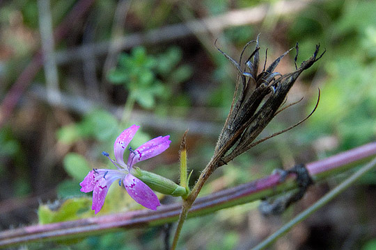 Dianthus armeria