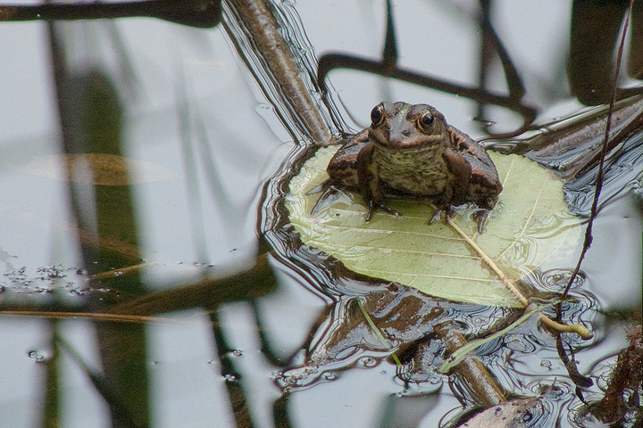 Rana esculenta? Pelophylax