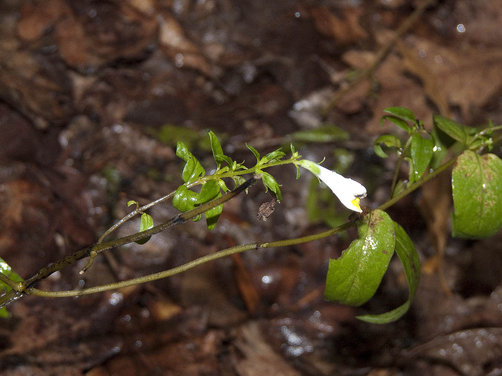 Melampyrum gr. pratense