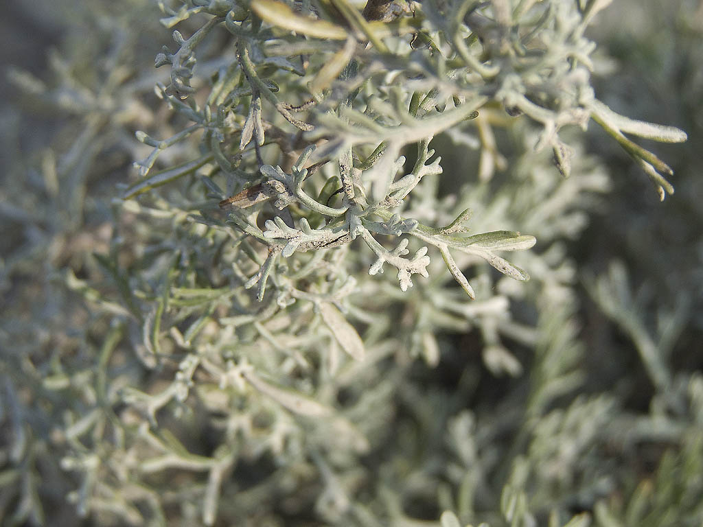 Artemisia caerulescens subsp. cretacea