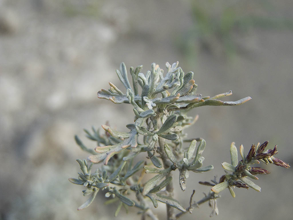 Artemisia caerulescens subsp. cretacea