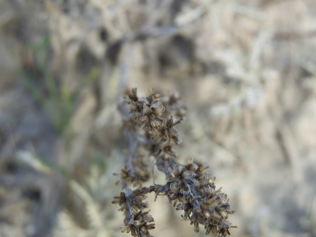 Artemisia caerulescens subsp. cretacea