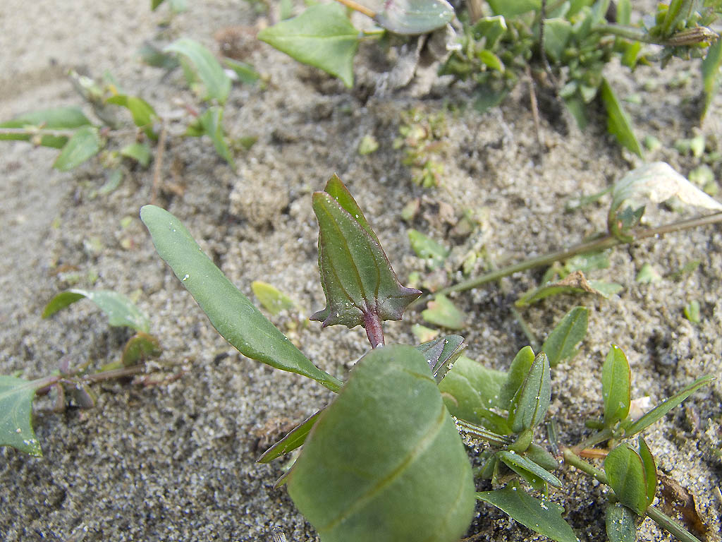 Atriplex  prostrata