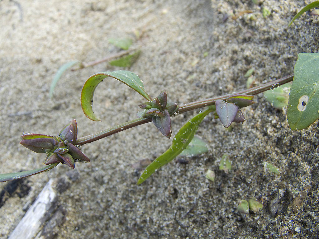 Atriplex  prostrata