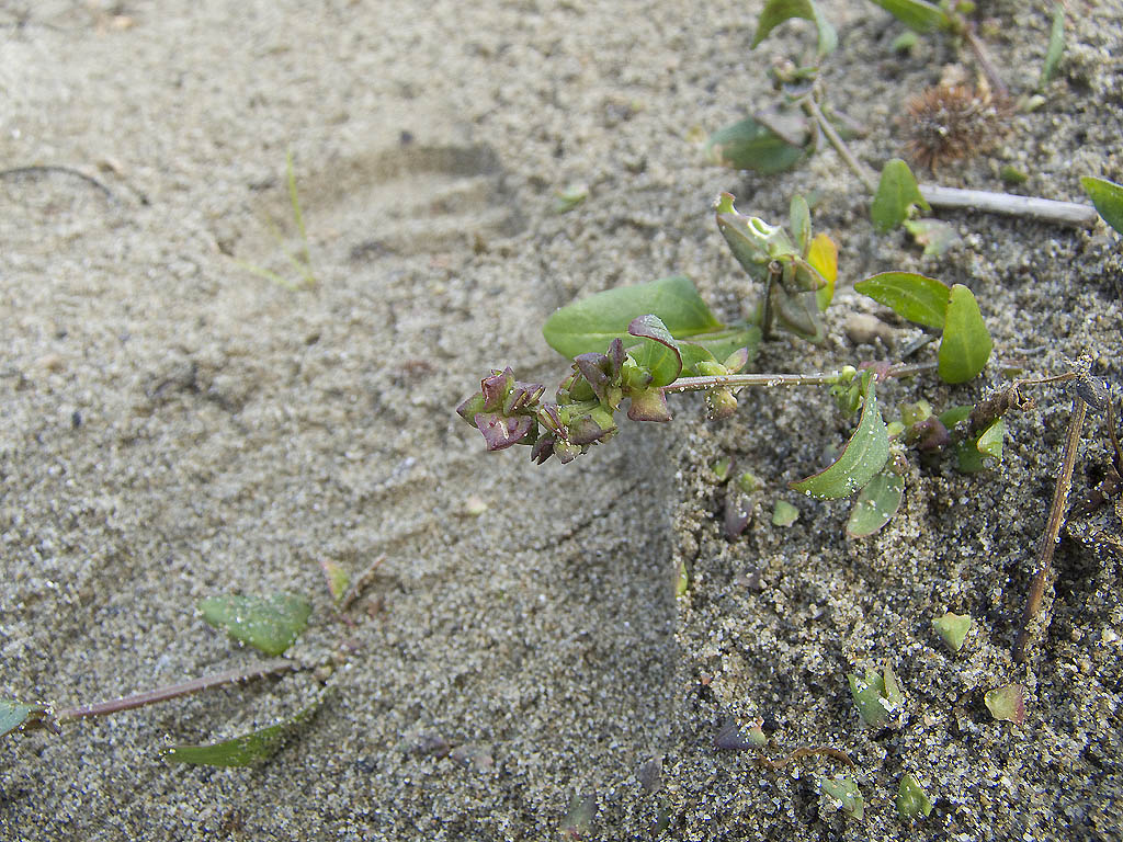 Atriplex  prostrata