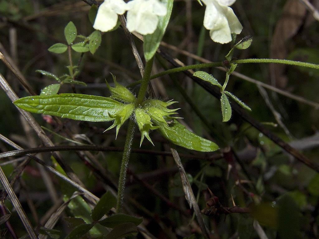 Una pianta che fiorisce in inverno.. Stachys annua