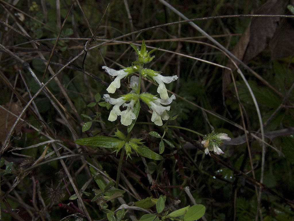 Una pianta che fiorisce in inverno.. Stachys annua