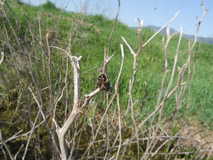 Agalenatea redii