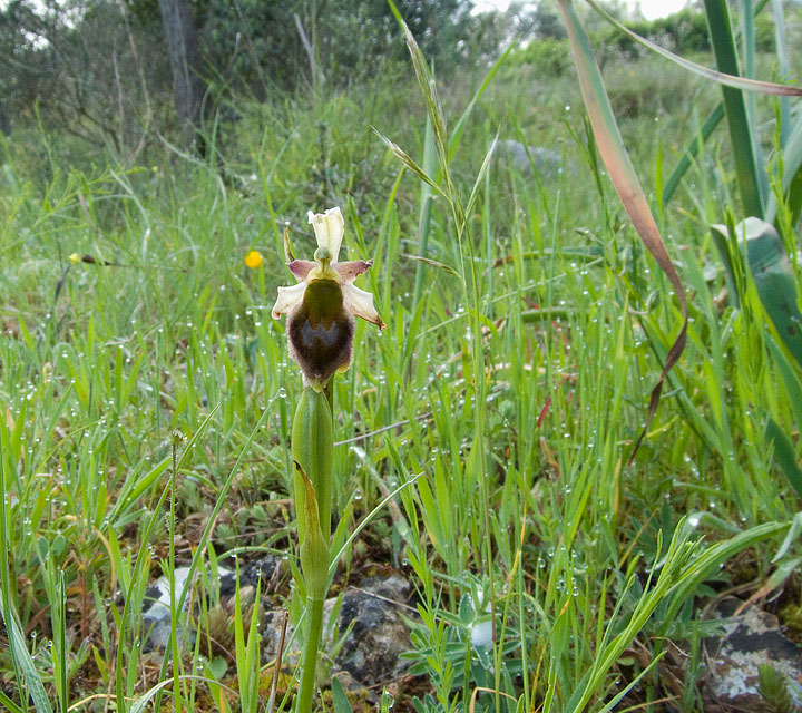 Ophrys da confermare