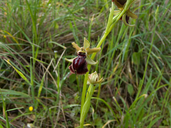 Ophrys da confermare