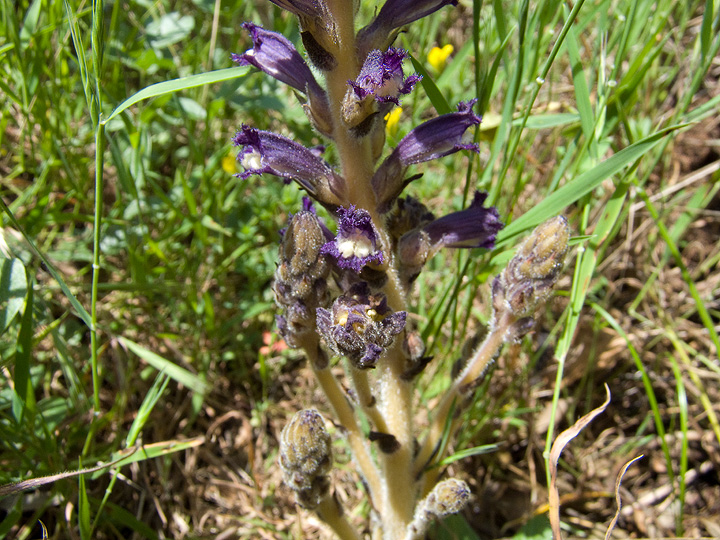 Orobanche lavandulacea / Succiamele della Psoralea