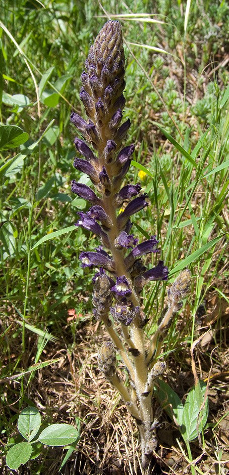 Orobanche lavandulacea / Succiamele della Psoralea