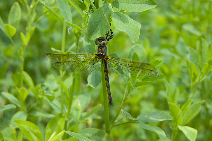 Oxygastra curtisii