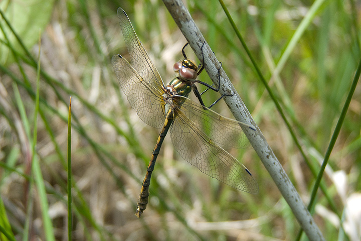 Oxygastra curtisii