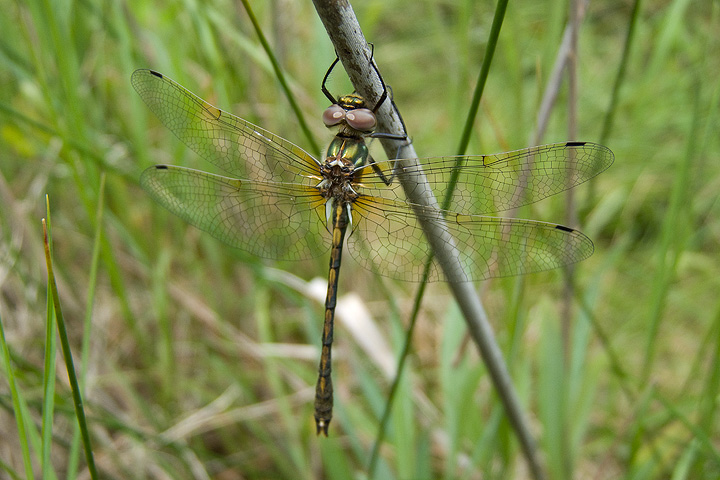 Oxygastra curtisii