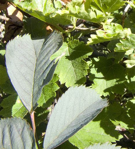 Rosa glauca (=Rosa rubrifolia) / Rosa paonazza