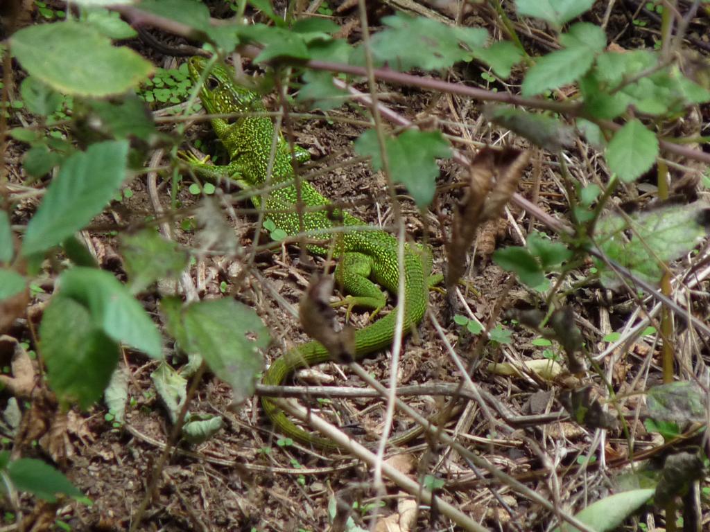 lacerta bilineata