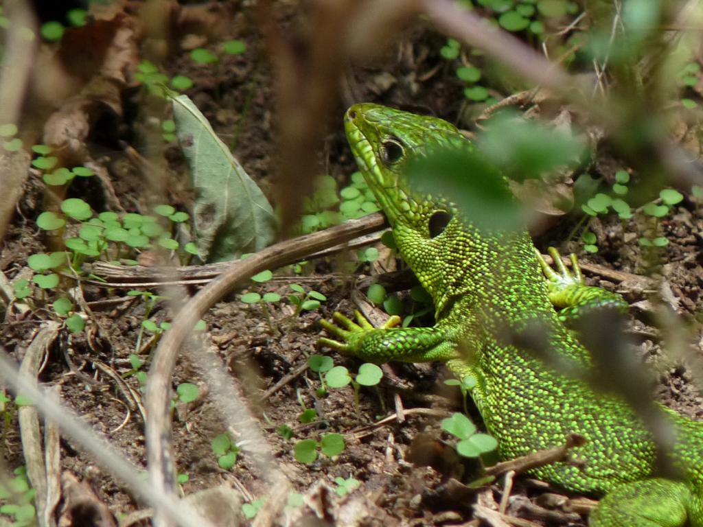 lacerta bilineata