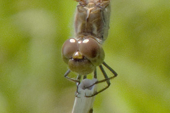 Da identificare: Sympetrum striolatum