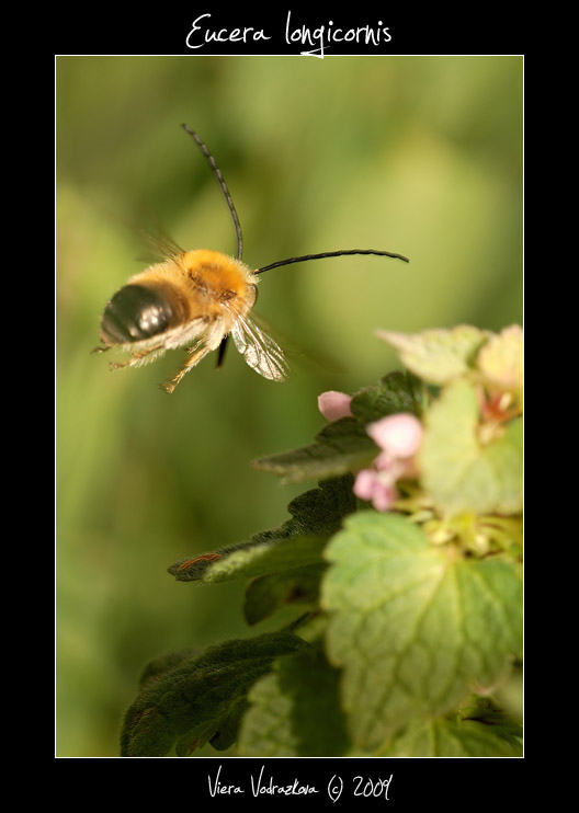 maschio di Eucera al volo