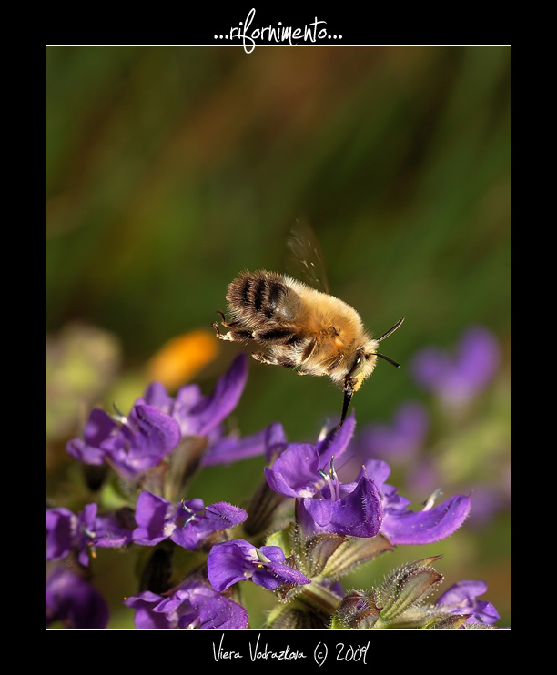 Anthophora plumipes