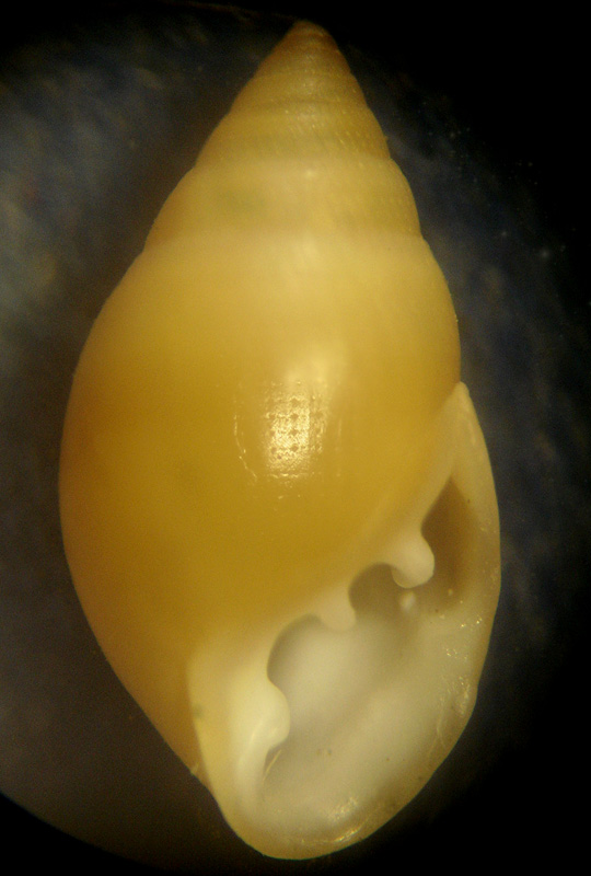 Pseudomelampus  kochi giovane?- Tarifa a riva