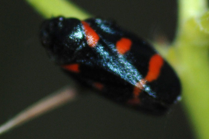 Cercopis sp.