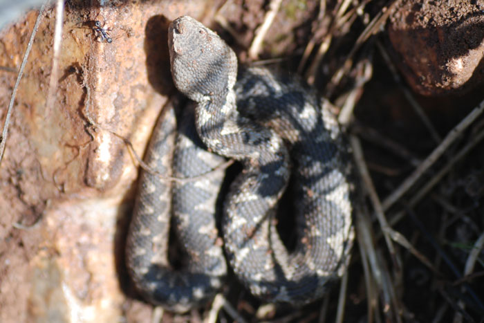 Vipera ammodytes