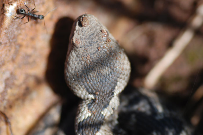 Vipera ammodytes