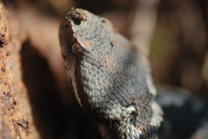 Vipera ammodytes