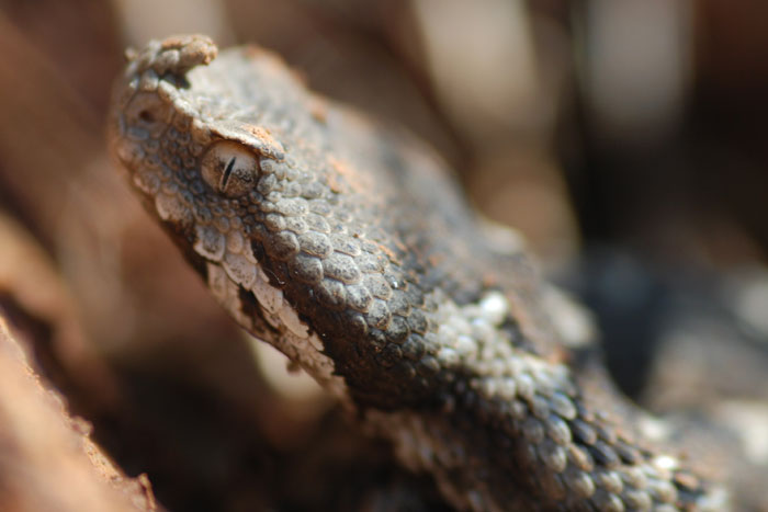 Vipera ammodytes