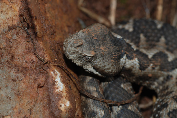 Vipera ammodytes