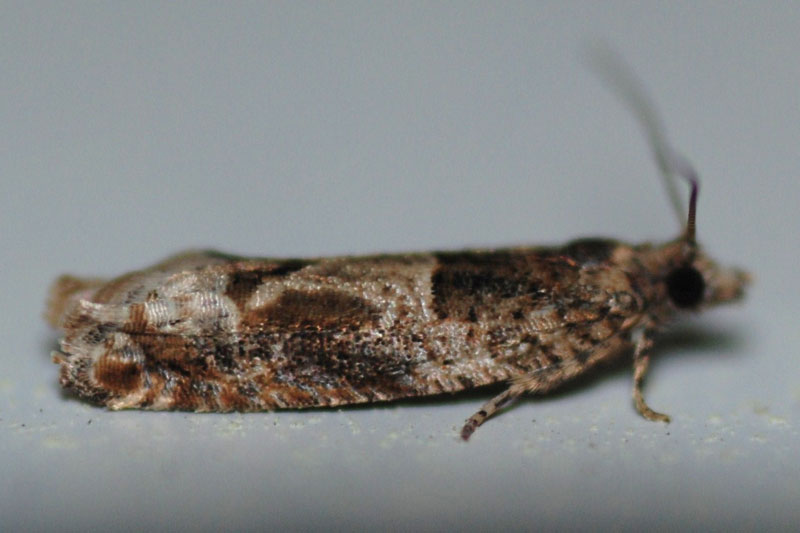 Eucosmini?, Croatia, April 2010 - cf. Crocidosema plebejana