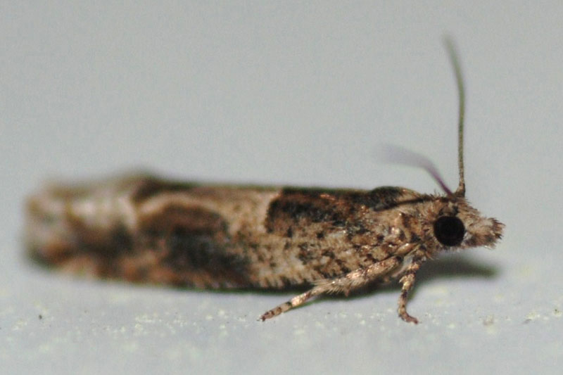 Eucosmini?, Croatia, April 2010 - cf. Crocidosema plebejana