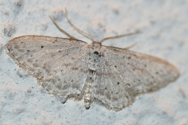 Idaea sp., Croatia, April 2010