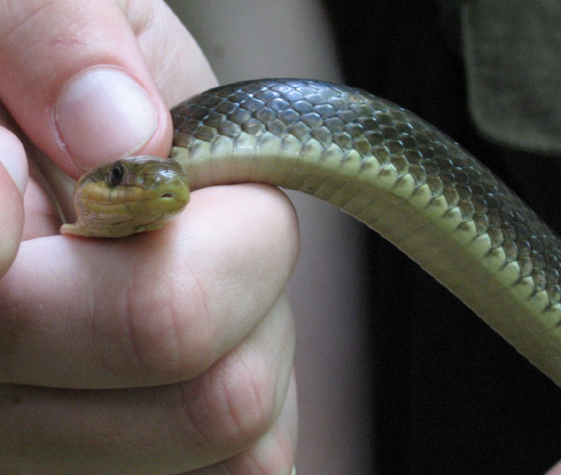 snakes of croatia