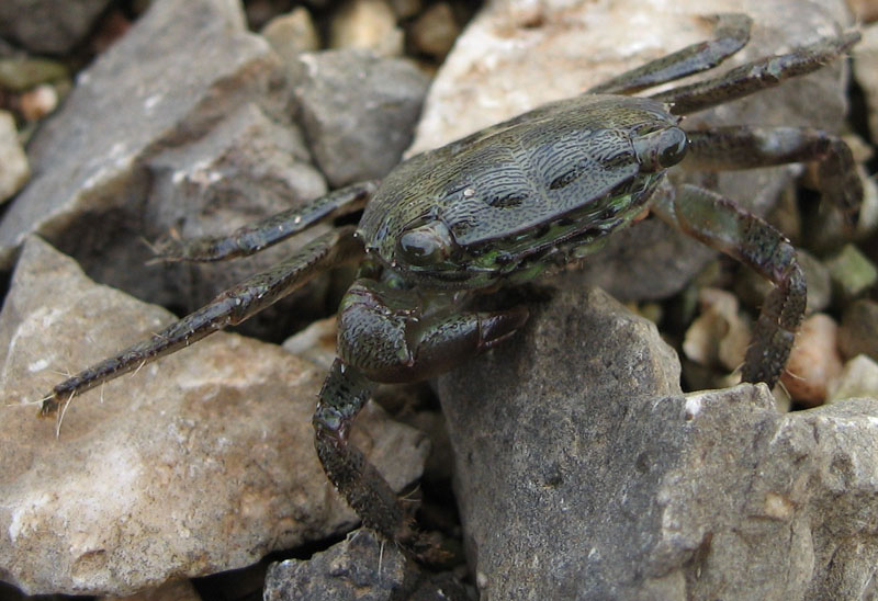 Pachygrapsus marmoratus