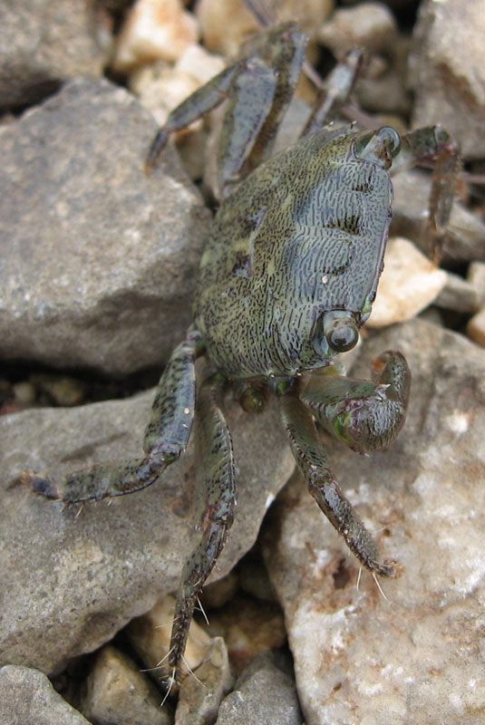 Pachygrapsus marmoratus