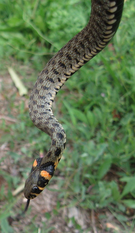 snakes of croatia